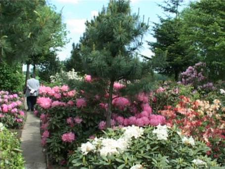 Kranenburg : Rhododendronblüte